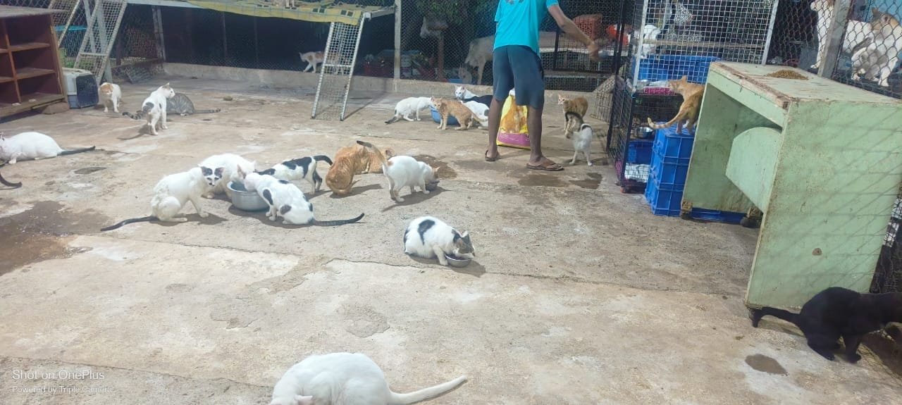 Caregiver among rescued animals