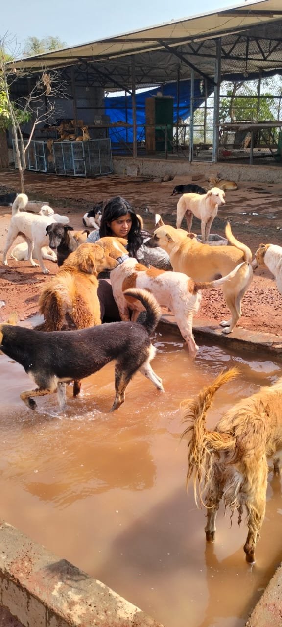 Animals moving freely in shelter