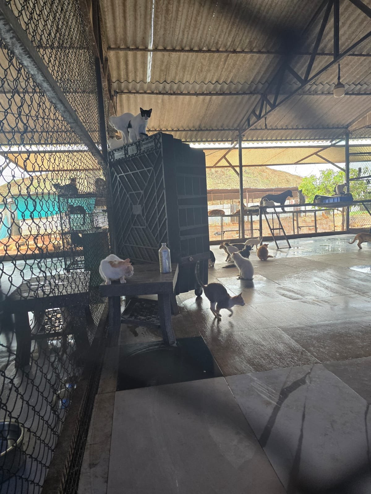 Animals under daily care