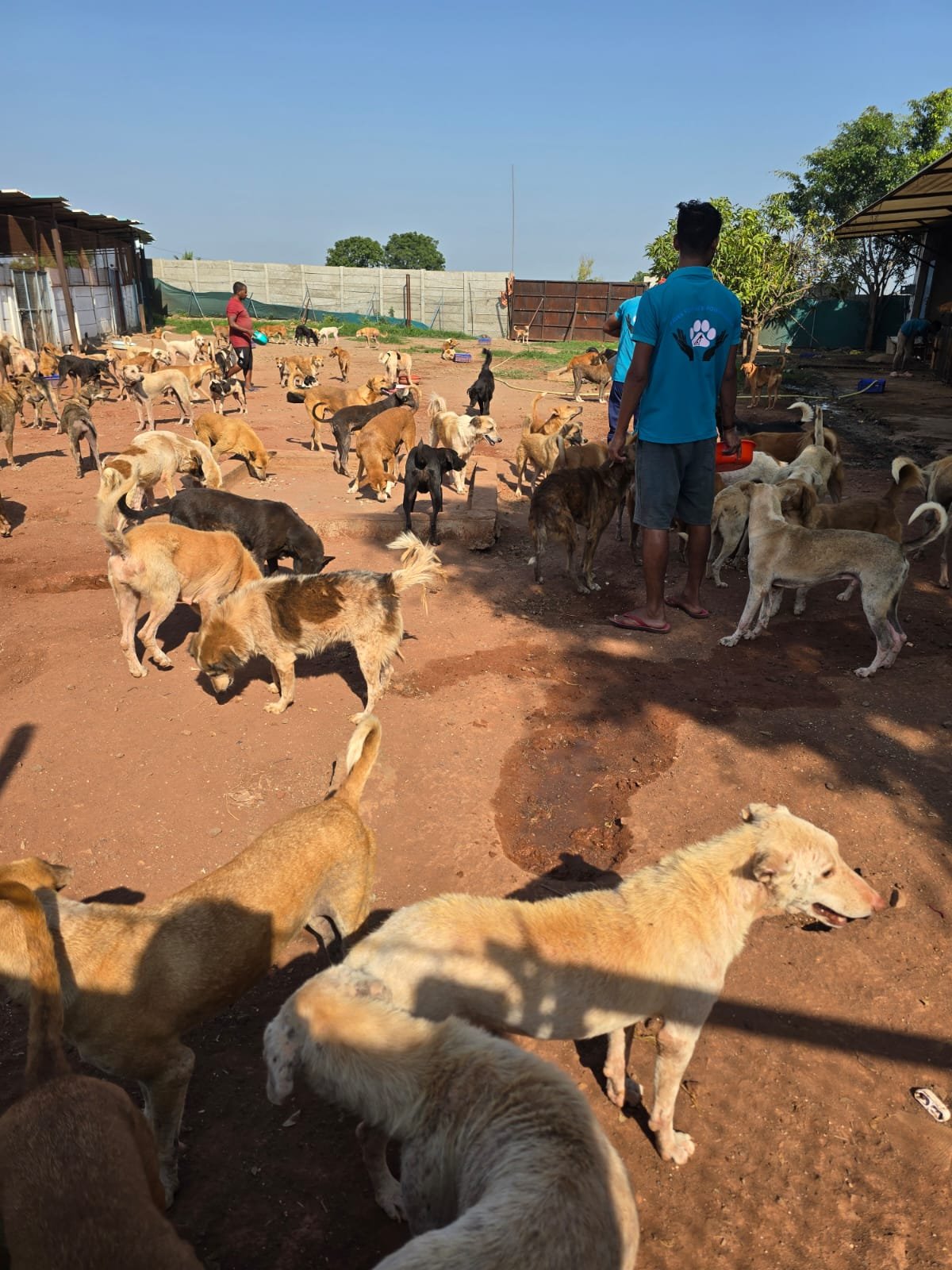 Animals in foundation care
